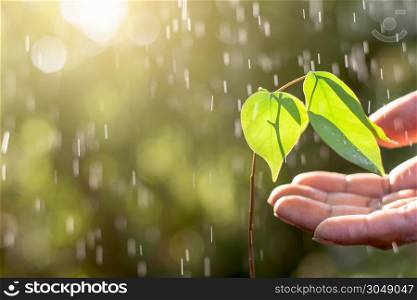 The seedlings are growing, while the hands of the men are gently touching, while the rain and morning sunlight are shining.