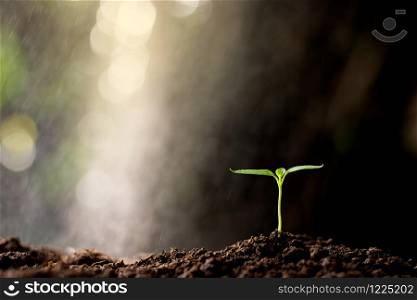 The seedlings are grown from the soil and sunlight bokeh background.