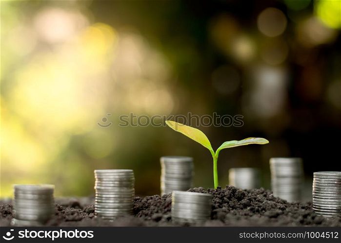 The seedlings are grown from the soil And the coins are arranged around it.