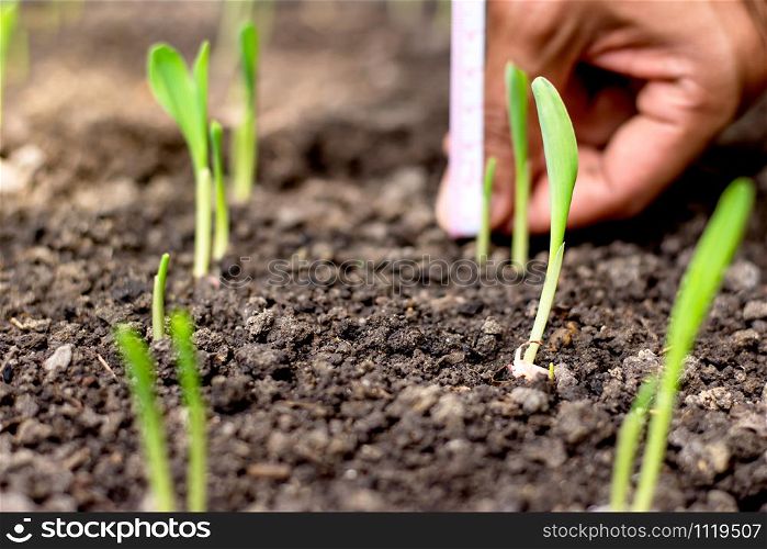 The seedlings of corn are growing from the fertile soil. While the hands of the agricultural men are measuring the height of the trunk in the back.