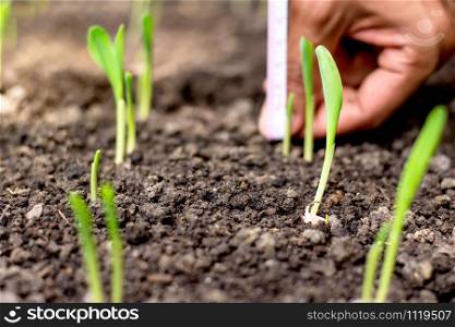 The seedlings of corn are growing from the fertile soil. While the hands of the agricultural men are measuring the height of the trunk in the back.