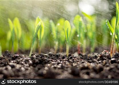 The seedlings of corn are growing while the water is splashing, the concept of agriculture.