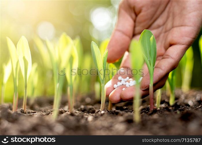 The seedlings of the corn are flourishing and the hands of the farmer man are fertilizing for growth.