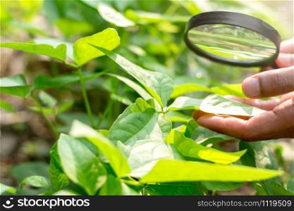 The seedlings of the loagan are growing. As hands of the farmers are using a magnifying glass to check the area of the seedlings.