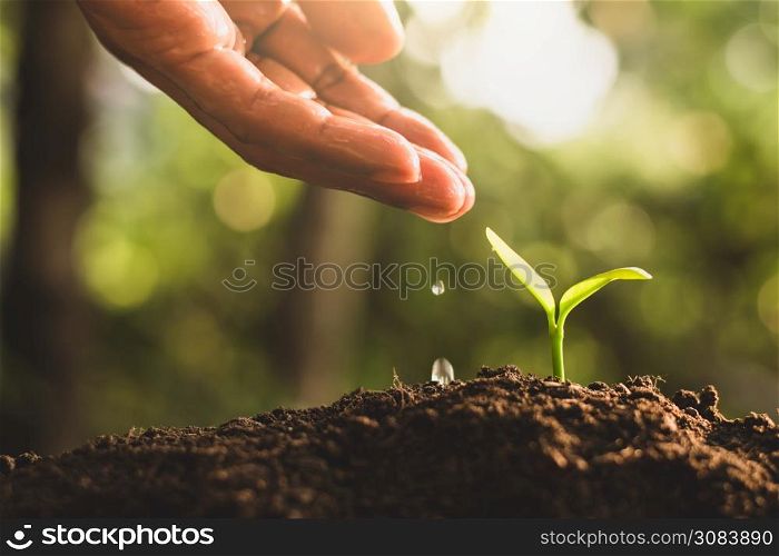 The seedlings were thriving, and the man&rsquo;s hands were watering them.