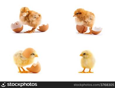 The set of yellow small chicks with egg isolated on a white background