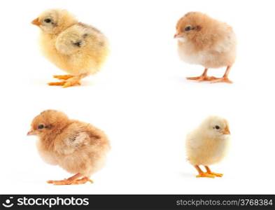 The set of yellow small chicks with egg isolated on a white background