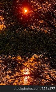 The setting sun through the leaves of a tree on a background of water