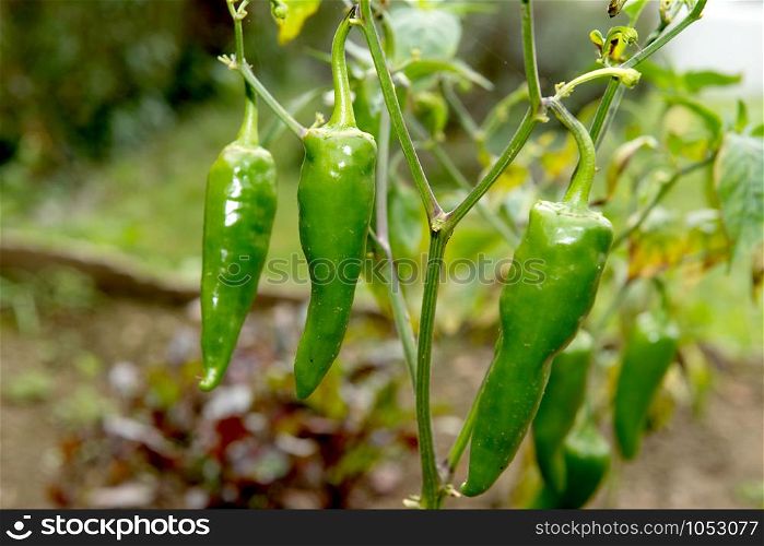 the several hot green peppers in the garden