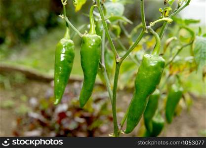 the several hot green peppers in the garden