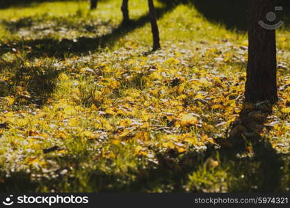 The shade of a tree in autumn garden. Around yellowed leaves. Autumn is time