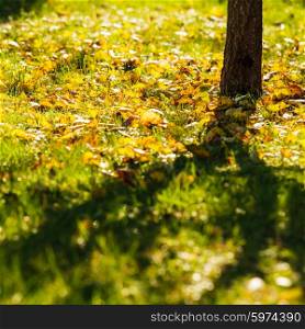 The shade of a tree in autumn garden. Around yellowed leaves. Autumn is time