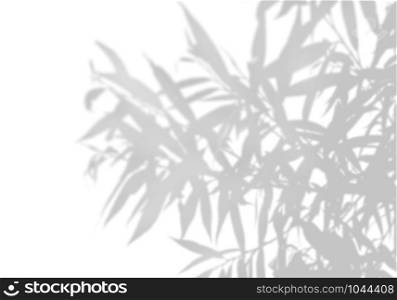 The shadow of an exotic plant on a white wall. Black and white image for photo overlay or the mockup.. The shadow of an exotic plant on a white wall. Black and white image for photo overlay or the mockup