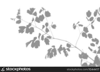 The shadow of an exotic wild plant on a white wall. Black and white summer background for photo overlay or mockup. The shadow of an exotic wild plant on a white wall. Black and white summer background for photo overlay or mockup.