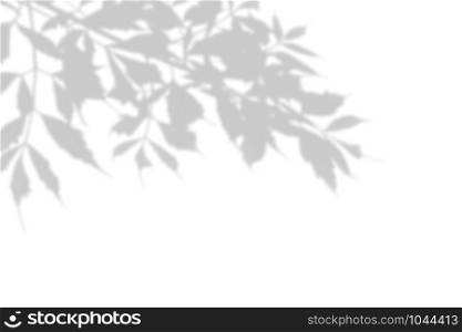 The shadow of the plant on the white wall. Black and white summer background for photo overlay or mockup.. The shadow of the plant on the white wall. Black and white summer background for photo overlay or mockup