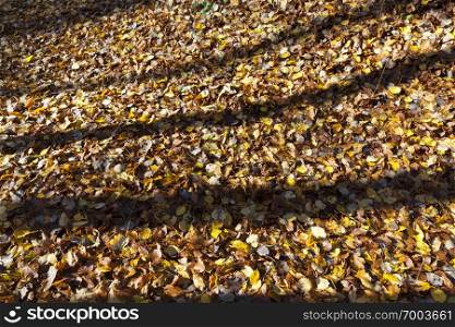 The shadow of three trees on the foliage fallen on the ground, the autumn season in the park in sunny weather. Land covered with foliage