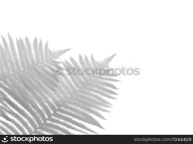 The shadow of tropical leaves on the white wall. Black and white image to overlay the photos or the mockup.. The shadow of tropical leaves on the white wall. Black and white image to overlay the photos or the mockup