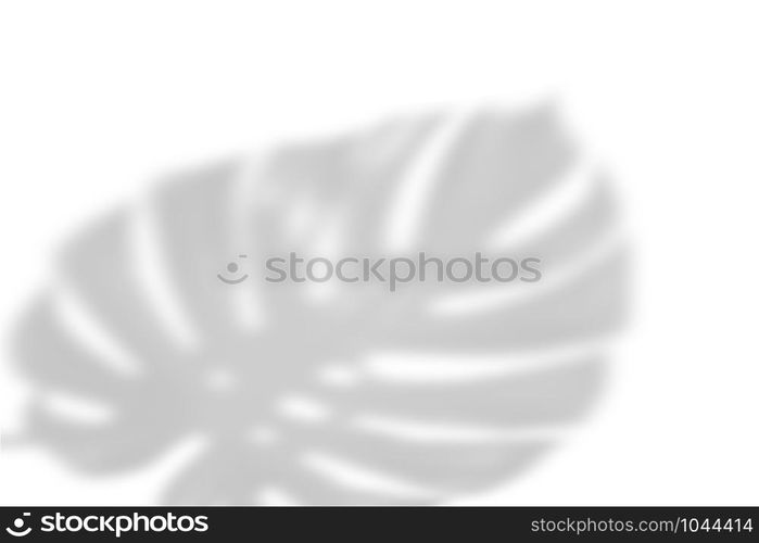 The shadow of tropical leaves on the white wall. Large tropical plants, vines-monstera. Black and white image to overlay photos or layout.. The shadow of tropical leaves on the white wall. palm leaves. Black and white image to overlay photos or layout