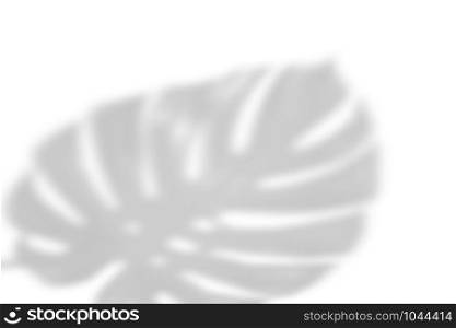 The shadow of tropical leaves on the white wall. Large tropical plants, vines-monstera. Black and white image to overlay photos or layout.. The shadow of tropical leaves on the white wall. palm leaves. Black and white image to overlay photos or layout