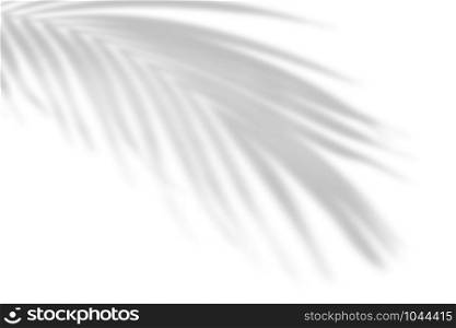 The shadow of tropical leaves on the white wall. Palm leaves. Black and white image to overlay photos or layout.. The shadow of tropical leaves on the white wall. Palm leaves. Black and white image to overlay photos or layout