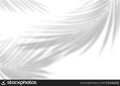 The shadow of tropical leaves on the white wall. Palm leaves. Black and white image to overlay photos or layout.. The shadow of tropical leaves on the white wall. Palm leaves. Black and white image to overlay photos or layout