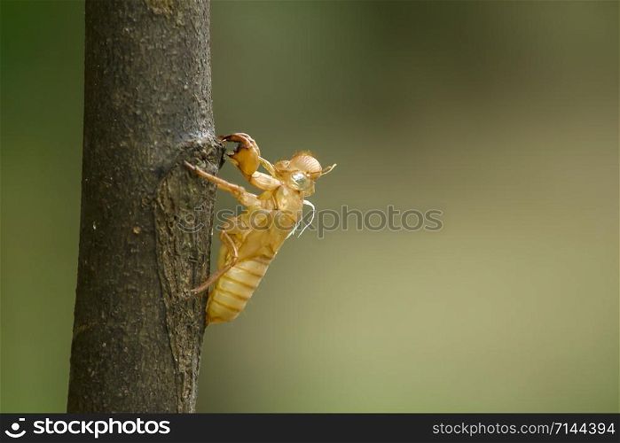 The shell of the cicada on a branch.