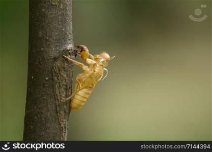 The shell of the cicada on a branch.