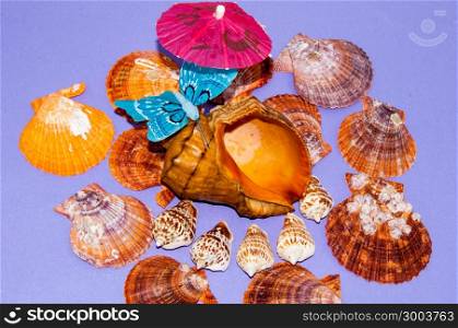 The shells of marine animals. It is time to intend on leave