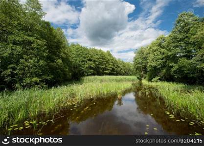 The shore of a small lake surrounded by trees and bushes on a sunny summer day. Lakeside on a sunny summer day