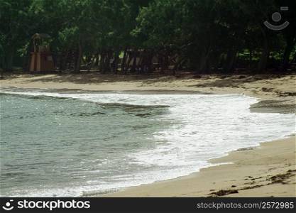 The shoreline of a calm beach with a dense vegetation and a gentle surf, Barbados