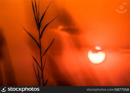 The silhouette of a papyrus plant is seen in front of the setting sun in the Okavango Delta in Botswana