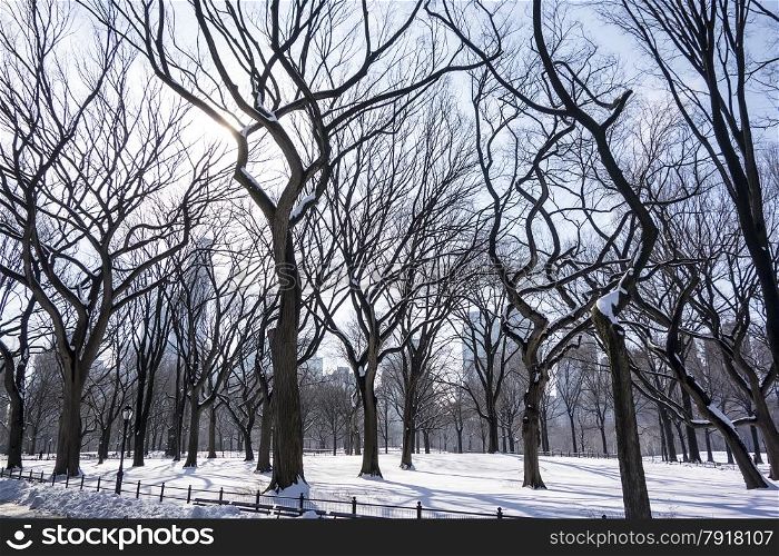 The silhouettes of the twisted branches of elm trees in Central Park are highlighted against the sky on a winter day in New York City.