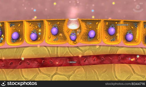 The simple molecules that result from chemical digestion pass through cell membranes of the lining in the small intestine into the blood or lymph capillaries. 3d illustration. Digestive molecules pass through cell membranes the small intestine into blood or lymph capillaries