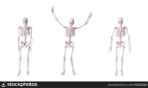 The skeleton isolated on the white background. Skeleton isolated on the white background