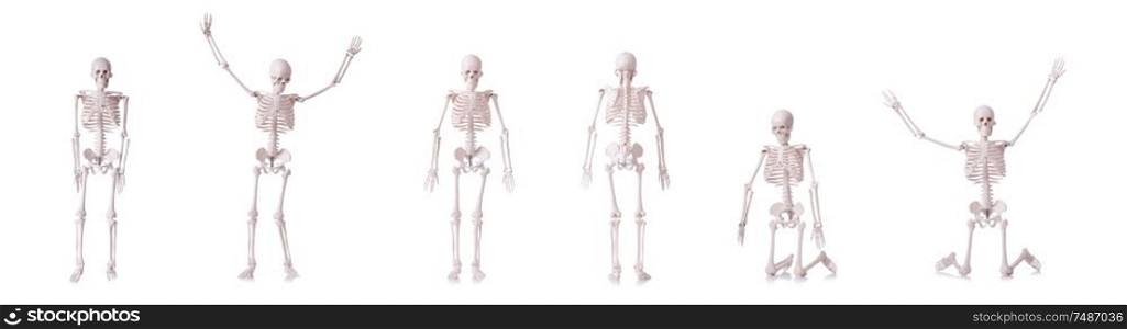 The skeleton isolated on the white background. Skeleton isolated on the white background