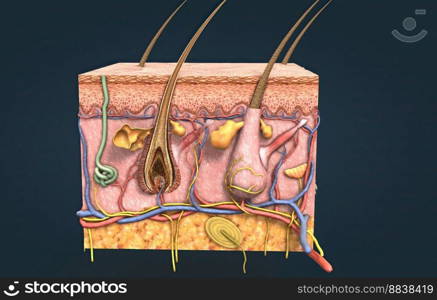 The skin is a vital organ that covers the entire outside of the body, forming a protective barrier against pathogens and injuries from the environment.. Your skin has three layers that house your sweat and oil glands, hair follicles, melanocytes, and blood vessels.