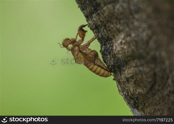The skin of a cicada is on the tree.