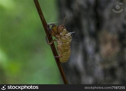 The skin of a cicada is on the tree.