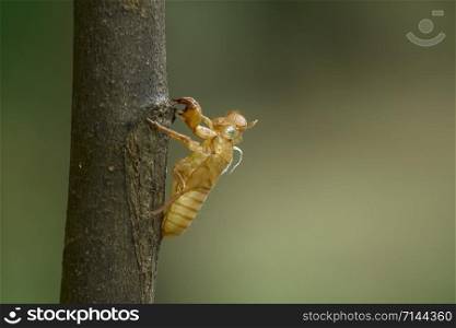 The skin of the cicada on the branch.