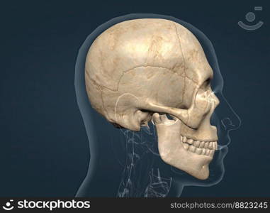 The skull is a bone protective cavity for the brain 3D illustration. The skull is a bone protective cavity for the brain