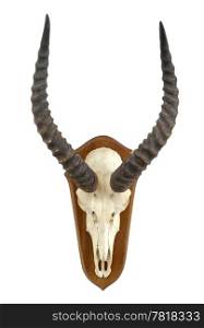 The skull of a big Kob on a wooden plate - a hunter&rsquo;s trophy