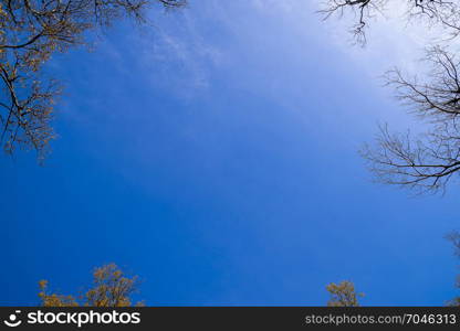 The sky is blue, and the edges of the branches of trees. Heavenly landscape in autumn.. The sky is blue, and the edges of the branches of trees. Heavenl