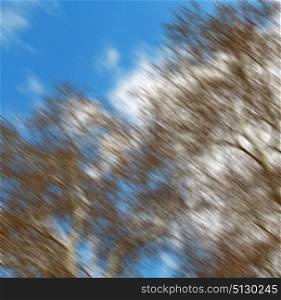 the sky light background tree and branch