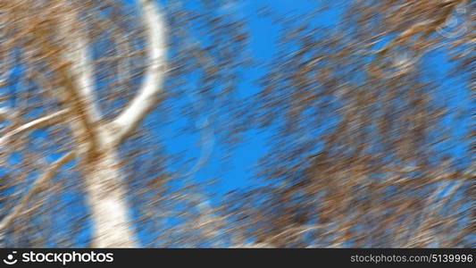 the sky light background tree and branch