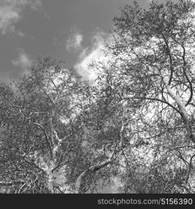 the sky light background tree and branch