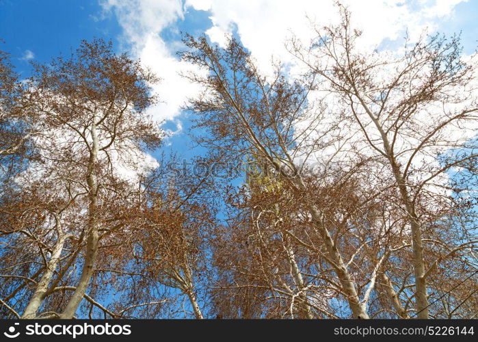 the sky light background tree and branch