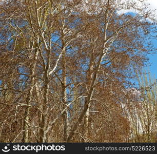 the sky light background tree and branch