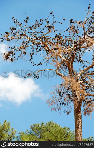 the sky light background tree and branch