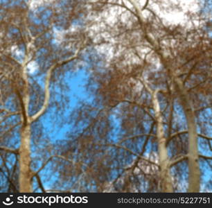 the sky light background tree and branch