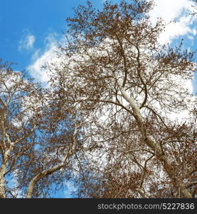 the sky light background tree and branch